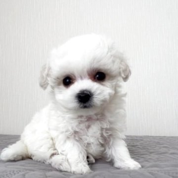 ビションフリーゼ【埼玉県・女の子・2025年9月30日・ホワイト、白】の写真「外産系の両親、短鼻短足のフワモコの本物ミニビション」