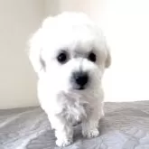 ビションフリーゼ