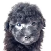 トイプードル(トイ)