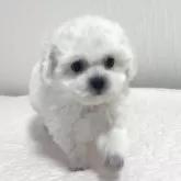 ビションフリーゼ