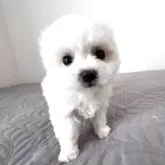 ビションフリーゼ