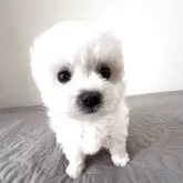 ビションフリーゼ【埼玉県・男の子・2025年9月30日・ホワイト、白】の写真2