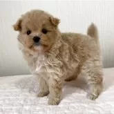 ポメプー(ポメラニアン×トイプードル)【埼玉県・女の子・2025年2月7日・アプリコット】の写真2