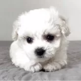 ビションフリーゼ【埼玉県・女の子・2025年9月30日・ホワイト、白】の写真8