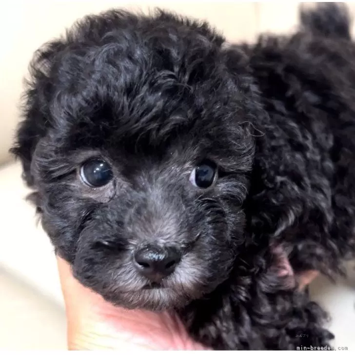 katsu 様のお迎えした子犬