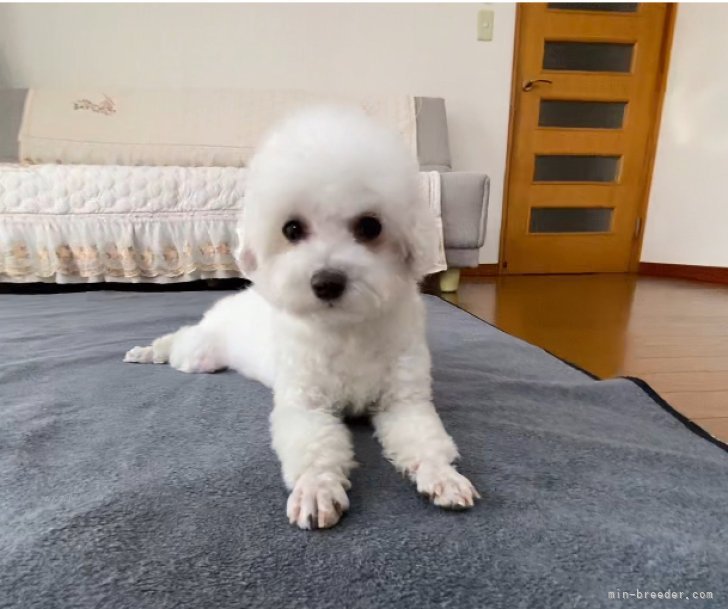 ビションフリーゼ【・女の子・2024年1月1日・ホワイト】「食欲旺盛なのに大きくにはなりませんね。」