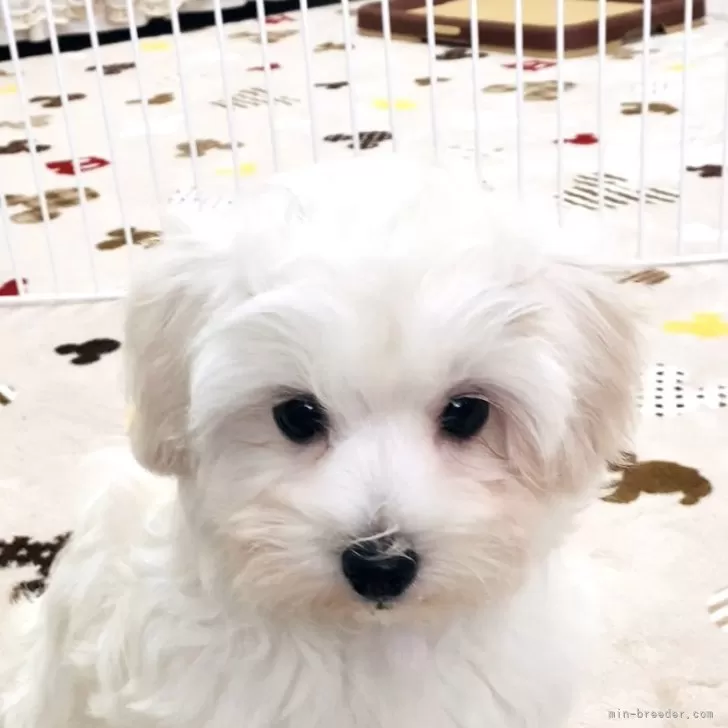 ID:2408-01180の子犬