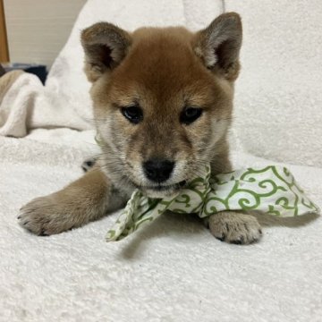 柴犬(標準サイズ)【山形県・男の子・2023年8月28日・赤】の写真「凛々しい男の子」
