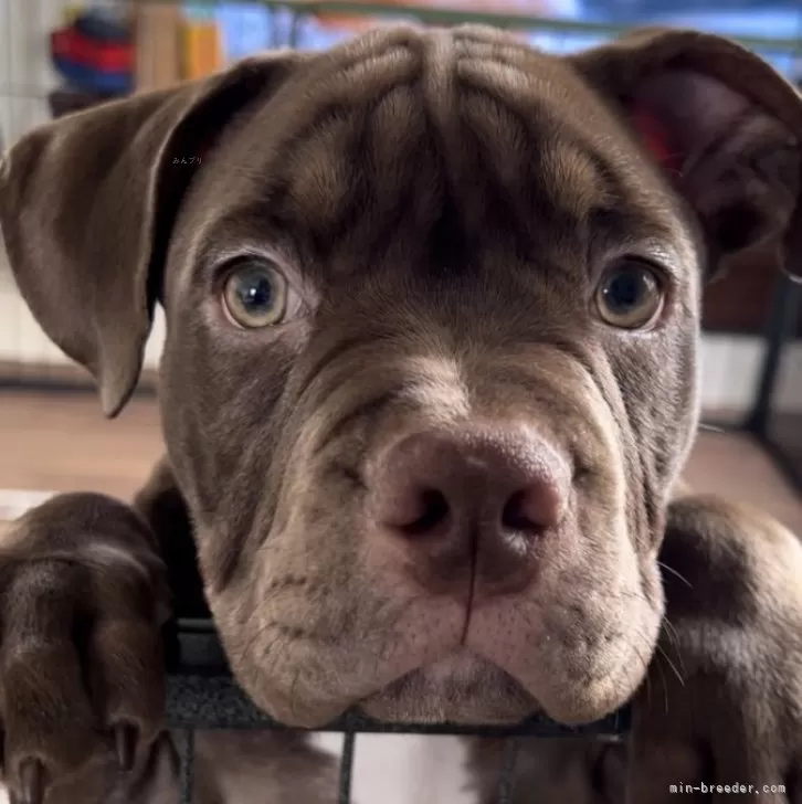 ID:2402-02845の子犬