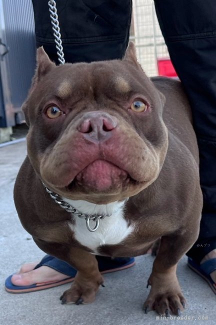 アメリカンブリー【・女の子・2022年8月24日・チョコレートトライ】「めちゃくちゃ体高が低い母親です！」