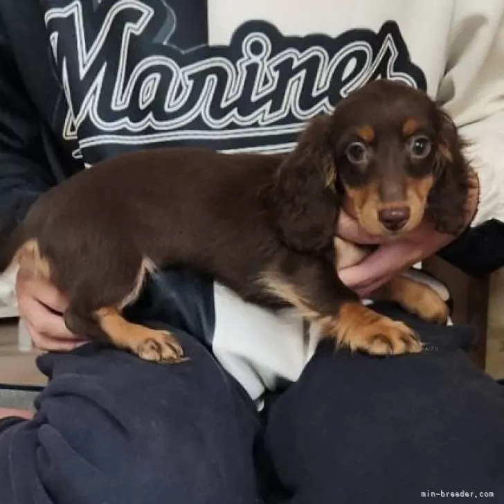 ID：2412-01222の子犬