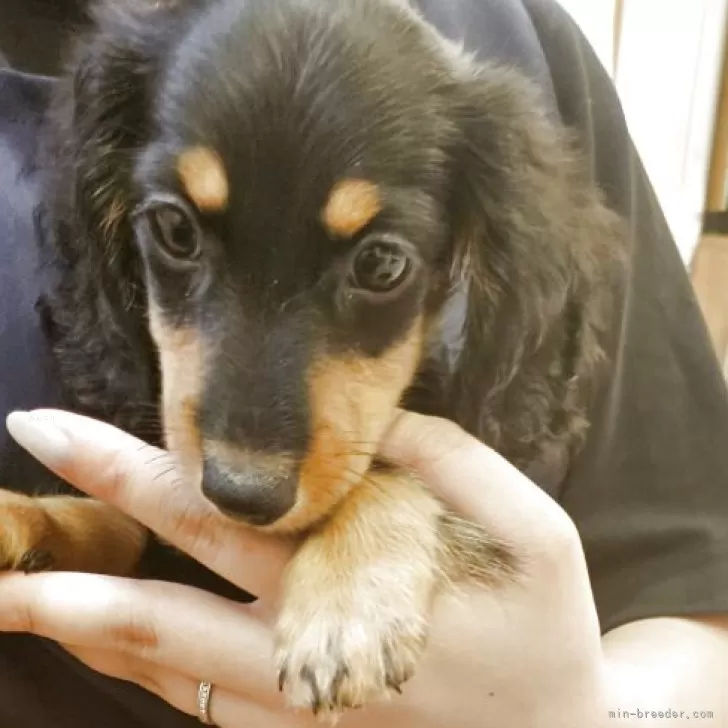 ID:2508-07292の子犬