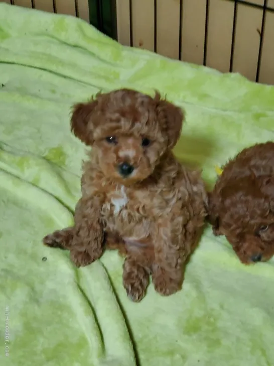 ID:2204-01257の子犬