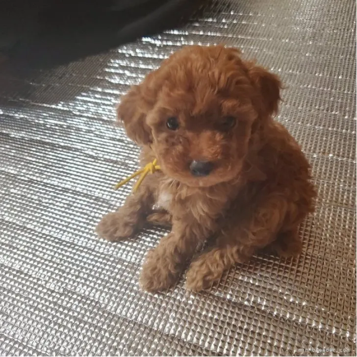 ID:2301-04281の子犬