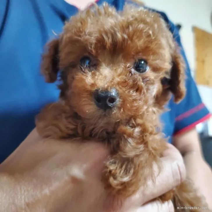 ID:2309-00352の子犬