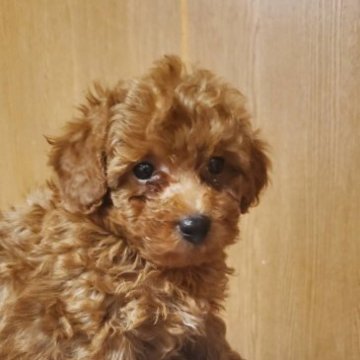 トイプードル(トイ)【熊本県・女の子・2022年11月14日・レッド】の写真「好奇心旺盛の女の子です。」