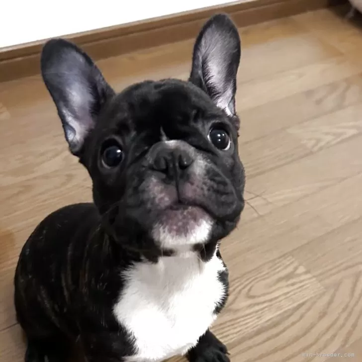 ID：2507-04519の子犬