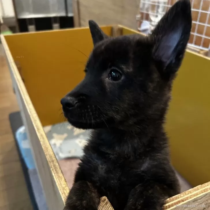 J 様のお迎えした子犬