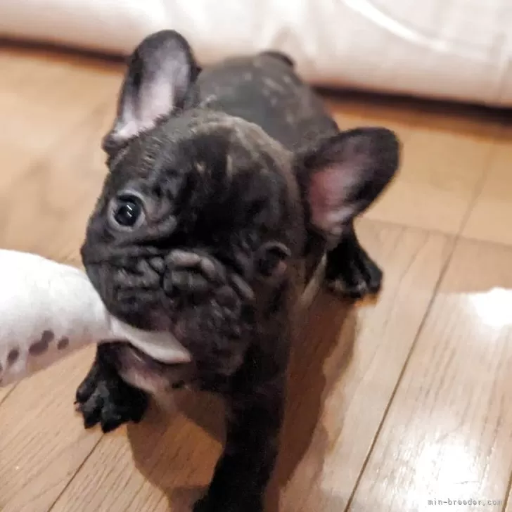 ID：2505-07422の子犬