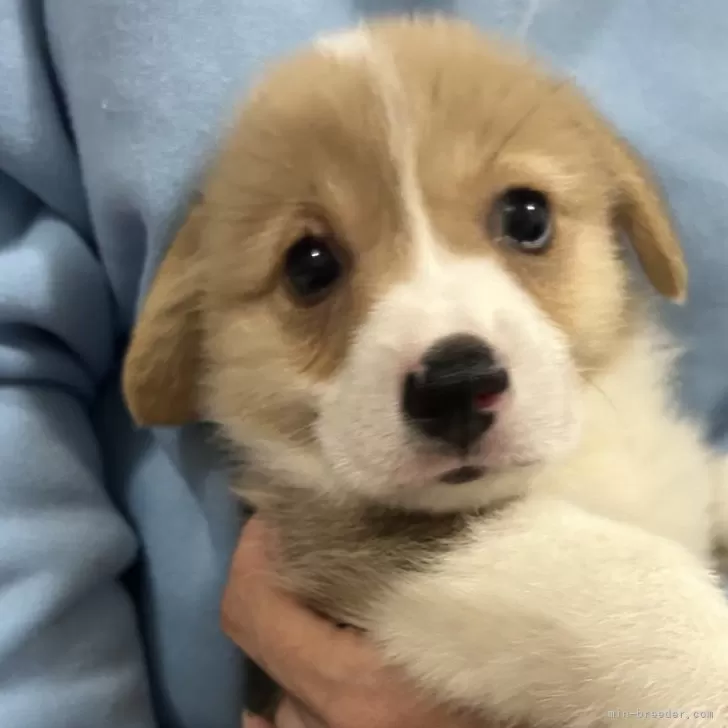 ID:2502-02711の子犬