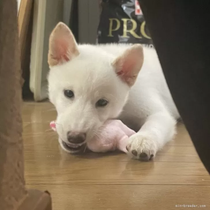 豆柴【滋賀県・男の子・2025年8月29日・白】の写真1