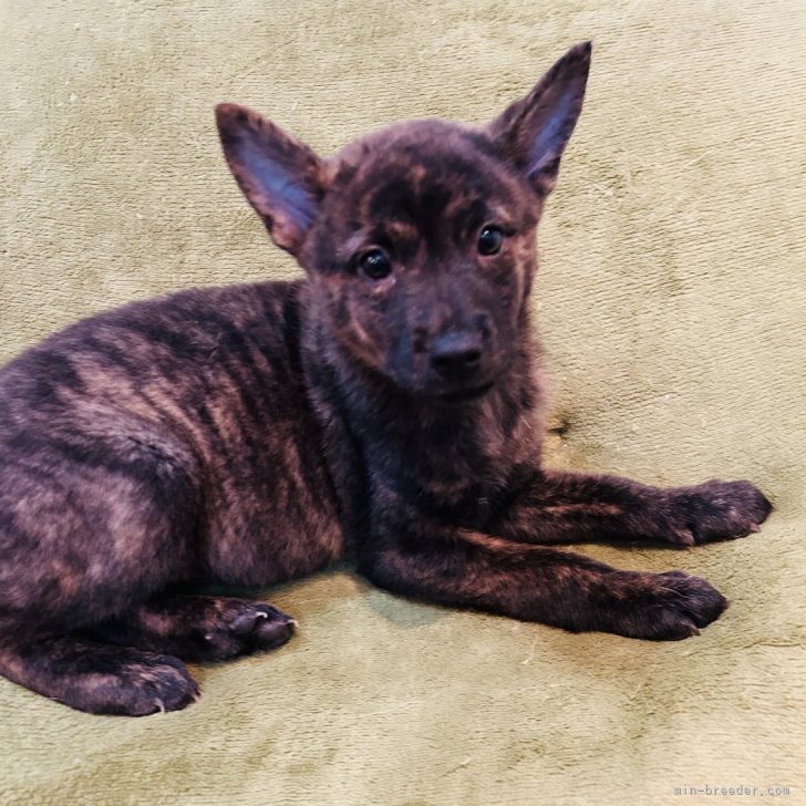 T.T 様のお迎えした子犬