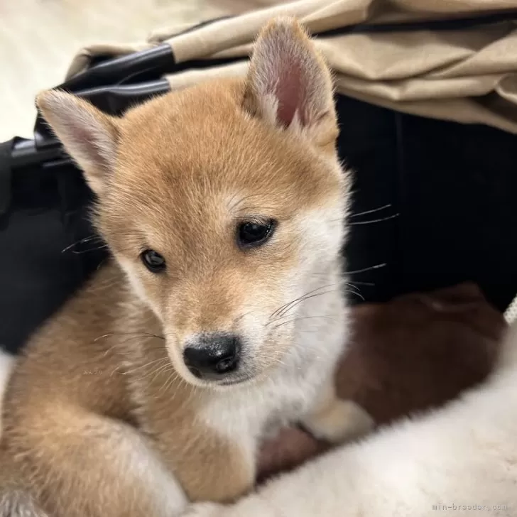 豆柴【滋賀県・男の子・2025年8月29日・赤】の写真1