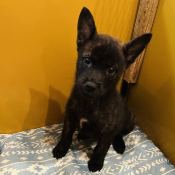 甲斐犬【滋賀県・男の子・2024年11月23日・中虎毛】の写真「甘えん坊な男の子です」