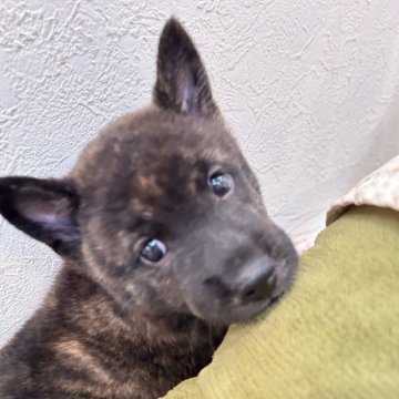 甲斐犬【滋賀県・男の子・2025年7月27日・赤虎毛】の写真「おっとりした性格で人が大好きな男の子です」