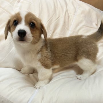 ウェルシュ・コーギー・ペンブローク【滋賀県・男の子・2025年9月10日・レッド&ホワイト】の写真「人懐っこく元気な男の子です☺️」