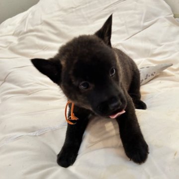 甲斐犬【滋賀県・男の子・2025年7月27日・赤虎毛】の写真「甘えん坊の男の子です」