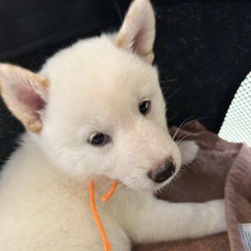 豆柴【滋賀県・男の子・2025年8月29日・白】の写真「元気な男の子です❤️」