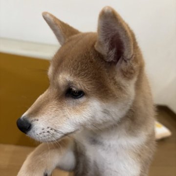 豆柴【滋賀県・男の子・2025年8月29日・赤】の写真「元気で甘えん坊の男の子です❤️」