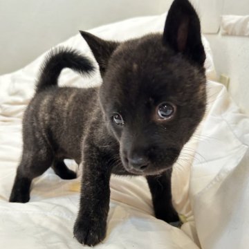 甲斐犬【滋賀県・男の子・2025年7月27日・中虎毛】の写真「優しい男の子です」