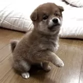 柴犬(標準サイズ)