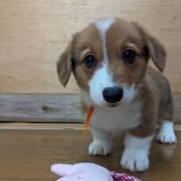 ウェルシュ・コーギー・ペンブローク