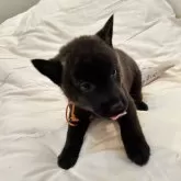 甲斐犬