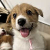 ウェルシュ・コーギー・ペンブローク