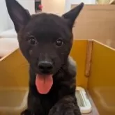 甲斐犬