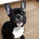 フレンチブルドッグ