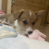 ウェルシュ・コーギー・ペンブローク