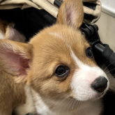 ウェルシュ・コーギー・ペンブローク