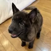 甲斐犬【滋賀県・男の子・2025年7月27日・赤虎毛】の写真2