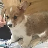 ウェルシュ・コーギー・ペンブローク【滋賀県・女の子・2025年9月10日・レッド&ホワイト】の写真3