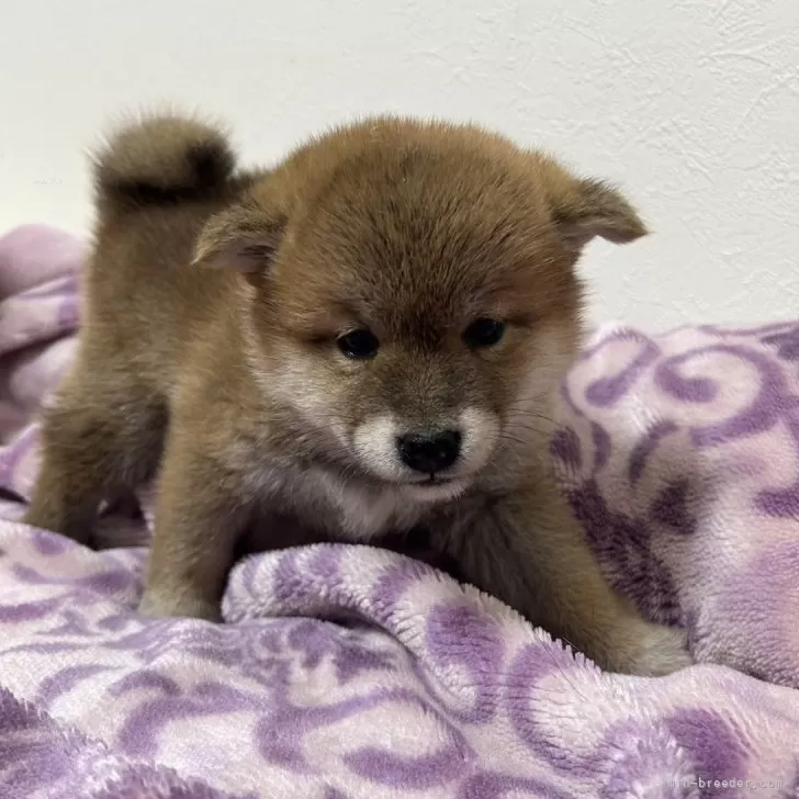 ID:2402-05507の子犬
