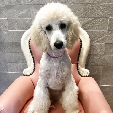 スタンダードプードル【福岡県・女の子・2025年5月14日・ホワイト】の写真「人懐っこい元気な女の子🐩❤️」