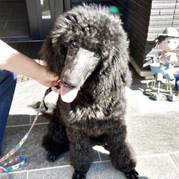 スタンダードプードル【福岡県・女の子・2025年5月14日・ブラック】の写真「遊ぶの大好き女の子🐩🖤」