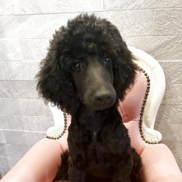 スタンダードプードル【福岡県・女の子・2025年5月14日・ブラック】の写真「遊ぶの大好き女の子🐩🖤」