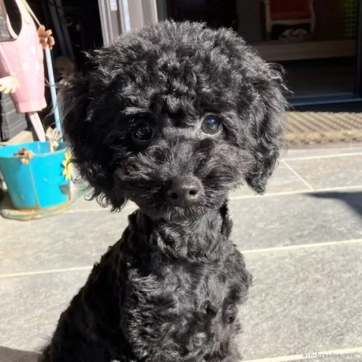 ID:2408-02144の子犬