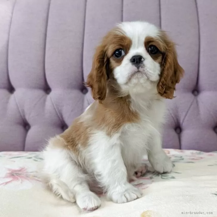 ID:2503-03076の子犬